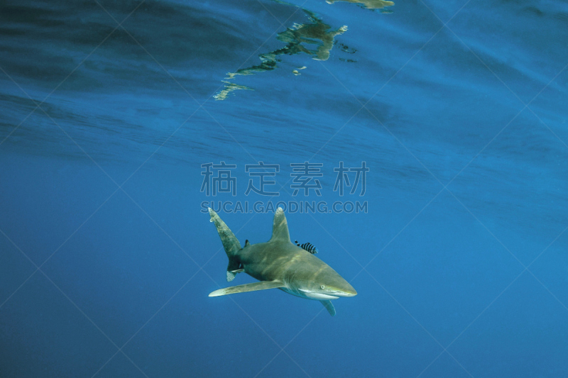 海洋白尖鲨,鲭类海鱼,pectoral fin,篮板球,背鳍,红海,水平画幅,水肺潜水,平视角,巨大的