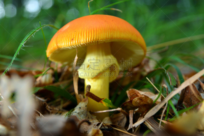 蘑菇,该撒利亚,鹅膏菌,自然,水平画幅,橙色,无人,食用菌,真菌,植物