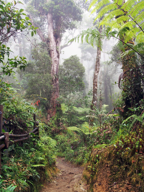 京那峇鲁山,哥打基纳巴卢,马来西亚东部,沙巴州,婆罗洲岛,树冠,垂直画幅,林区,无人,热带雨林