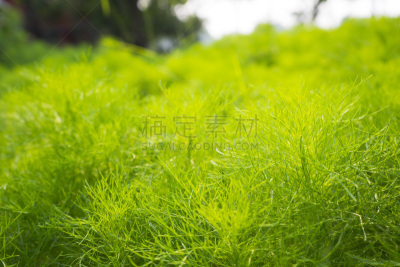 莳萝,清新,绿色背景,大特写,绿色,芳香的,水平画幅,枝繁叶茂,素食,夏天