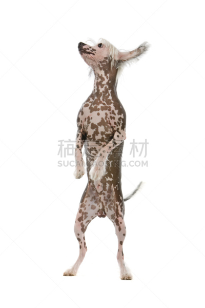 垂直画幅,正面视角,纯种犬,曝光过度,家畜,无人,白色背景,背景分离,一只动物