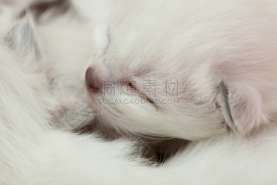 缅甸猫,幼小动物,灵性,小猫,可爱的,长的,猫科动物,小的,动物,人的眼睛