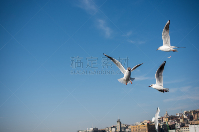 伊斯坦布尔,在上面,天空,海洋,自然,野生动物,灰色,水平画幅,鸟类,肖像