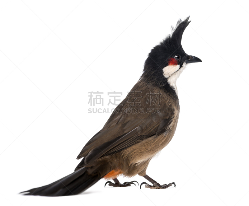 背面视角,红耳鹎,白色,分离着色,褐色,野生动物,水平画幅,无人,鸟类,白色背景