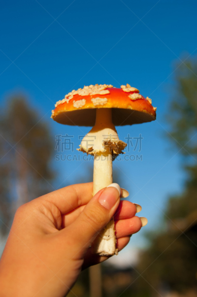毒蝇菇,垂直画幅,天空,苔藓,户外,特写,毒蘑菇,白色,真菌,植物