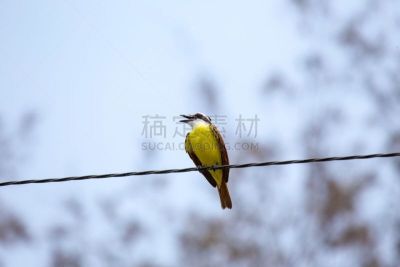 大斑纹霸鶲,自然,野生动物,水平画幅,绿色,无人,鸟类,野外动物,非凡的