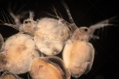 显微镜,水蚤,小的,甲壳动物,平衡折角灯,幻灯片,枝角目,公亩,在下面,有序