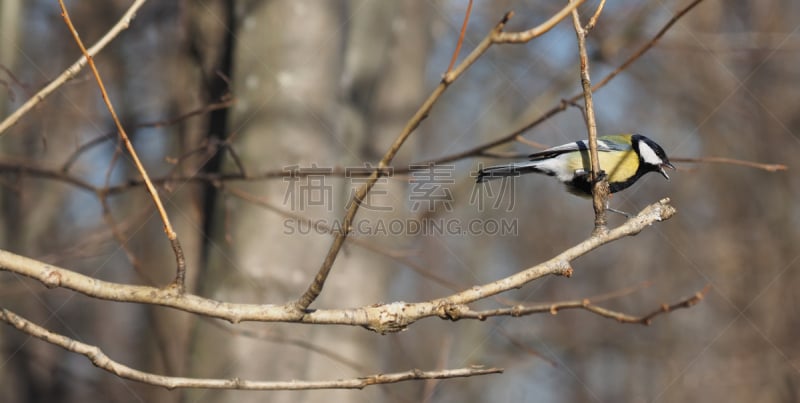 山雀,森林,粉虫,长焦镜头,水平画幅,鸟类,动物身体部位,野外动物,特写