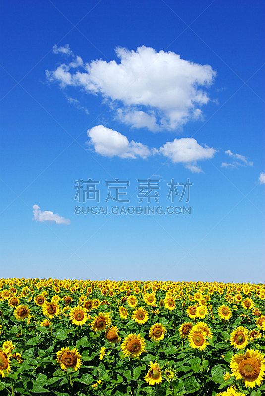 田地,向日葵,自然,垂直画幅,天空,草地,地形,无人,蓝色,乌克兰