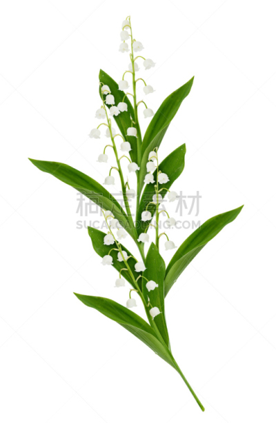 铃兰,五月花号船,山楂,垂直画幅,美,留白,无人,五月,草坪,夏天