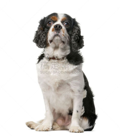 查尔斯王犬,过时的,五只动物,纯种犬,背景分离,宠物项圈,查理王小猎犬,狗,脊椎动物,哺乳纲