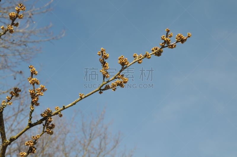 北美金缕梅,植物,水平画幅,冬天,无人,槲树,灌木,枝,德国,草药