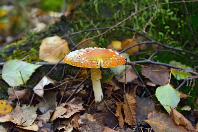 蘑菇,森林,鹅膏菌,自然,水平画幅,绿色,秋天,无人,有毒生物体,毒蝇菇