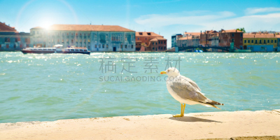 海鸥,威尼斯,水,天空,运河,古老的,夏天,光,都市风景,镜头眩光