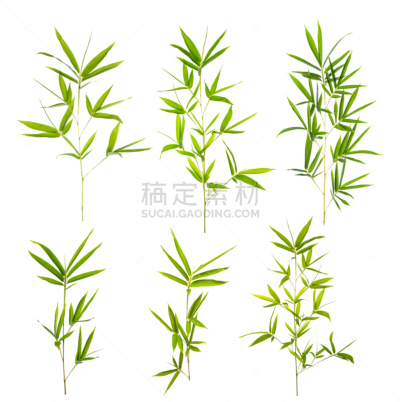 背景分离,竹子叶,分离着色,白色,部分,热带气候,枝繁叶茂,禅宗,草,中国