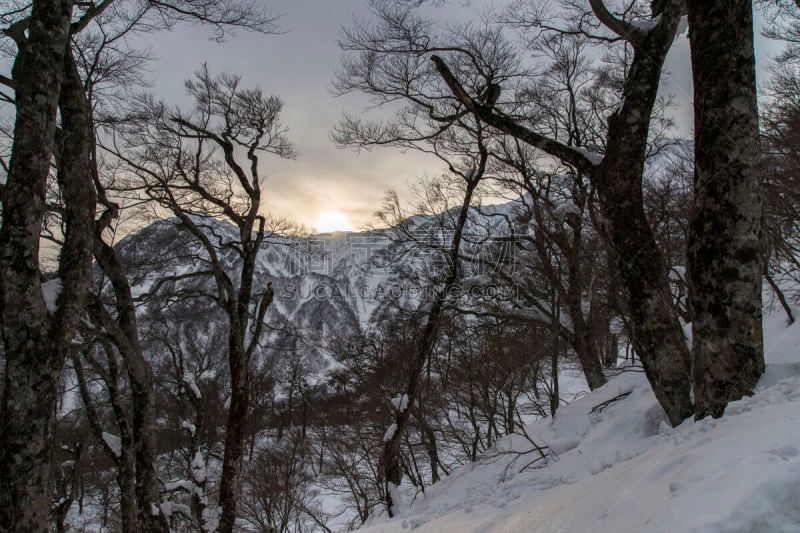 冬天,山,daisen,早晨,鸟取,活力,山脊,本州岛中国地区,鸟取县,秃树