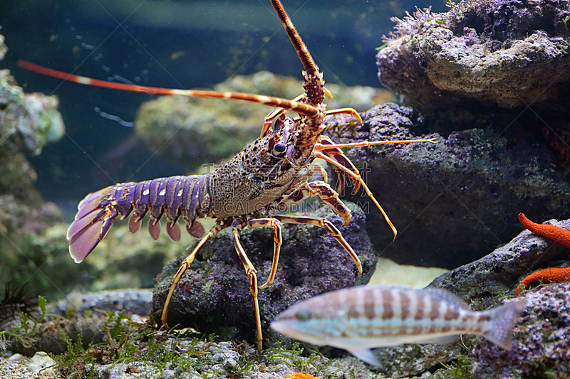 龙虾,鱼缸,鱼类,十足目,尾鳍,杂食动物,水,水平画幅,水下,尖利