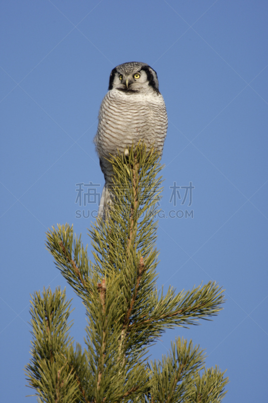 hawk owl,垂直画幅,寒冷,野生动物,雪,无人,猫头鹰,野外动物,户外,冰