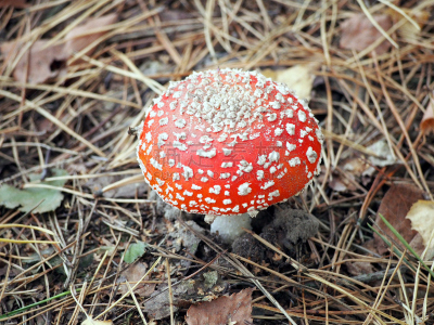 毒蘑菇,森林,一个物体,水平画幅,无人,苔藓,户外,生物学,草,特写