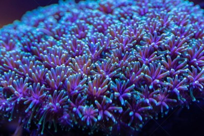 水下,微生物,水,留白,水平画幅,无人,荆棘,生物学,针叶,特写
