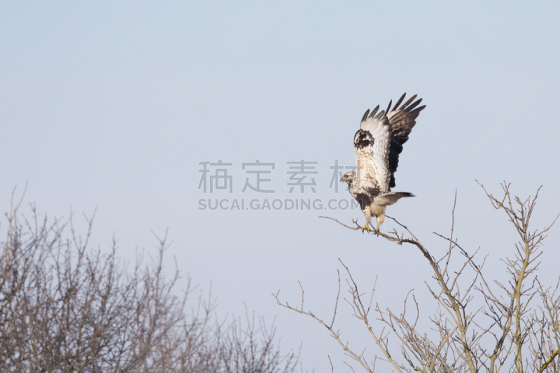 天空,腿上生羽毛的鹰,蓝色,美,食肉鸟,水平画幅,鸟类,半空中,户外,欧洲秃鹰