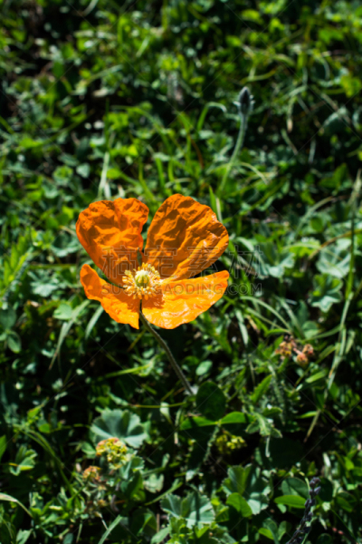 自然,自然美,东方人,大毒蜥,毛莨科,八仙花属,垂直画幅,无人,夏天,草
