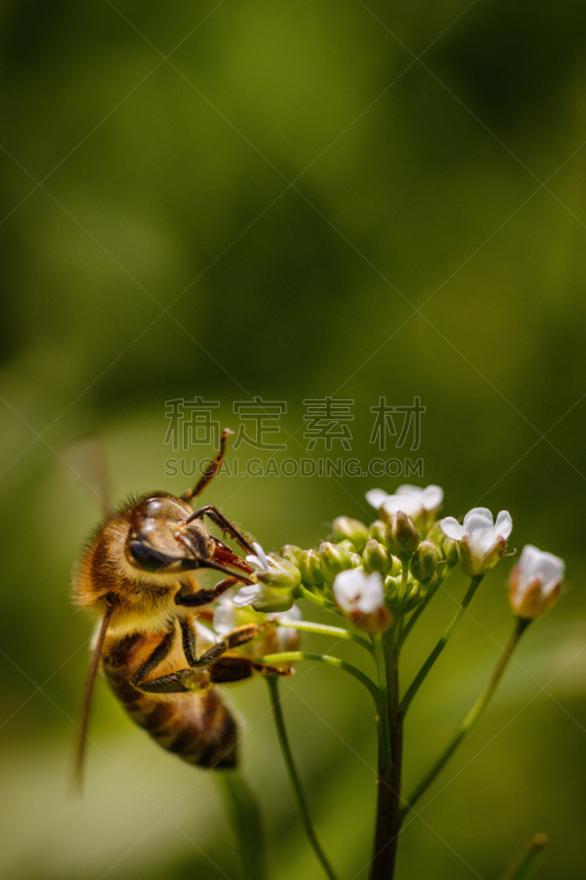 花粉,蜜蜂,蜂箱,蜂蜜,农作物,白色,垂直画幅,贺卡,留白,提举