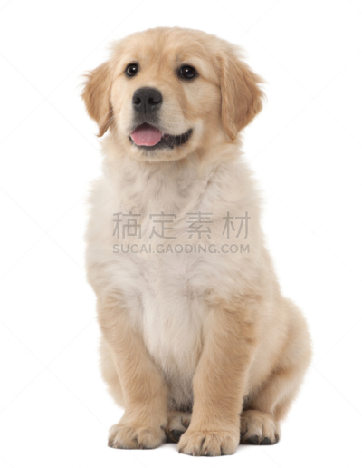 白色背景,金毛寻回犬,小狗,2到3个月,垂直画幅,正面视角,动物嘴,注视镜头,无人,米色