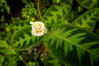 calathea,自然,美国,水平画幅,无人,植物园,户外,竹芋科,植物,园艺
