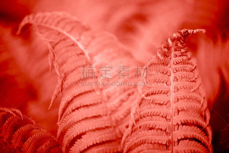 珊瑚,蕨类,生活方式,叶子,生物学,复叶,暗色,清新,热带气候,野生动物