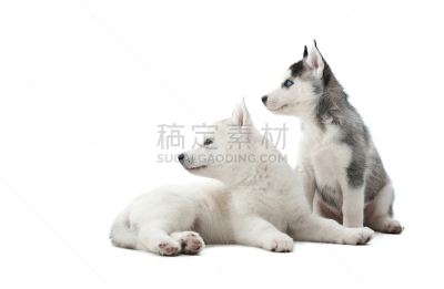 友谊,白色,灰色,毛皮,小狗,西伯利亚哈士奇犬,狼,美,水平画幅,注视镜头