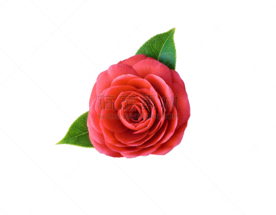 茶花,彩色图片,白色背景,红色,春天,菜园,湿透,全部,公亩,花