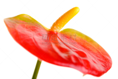 花烛属,佛焰苞,肉穗花序,自然,水平画幅,绿色,无人,白色背景,背景分离,室内植物
