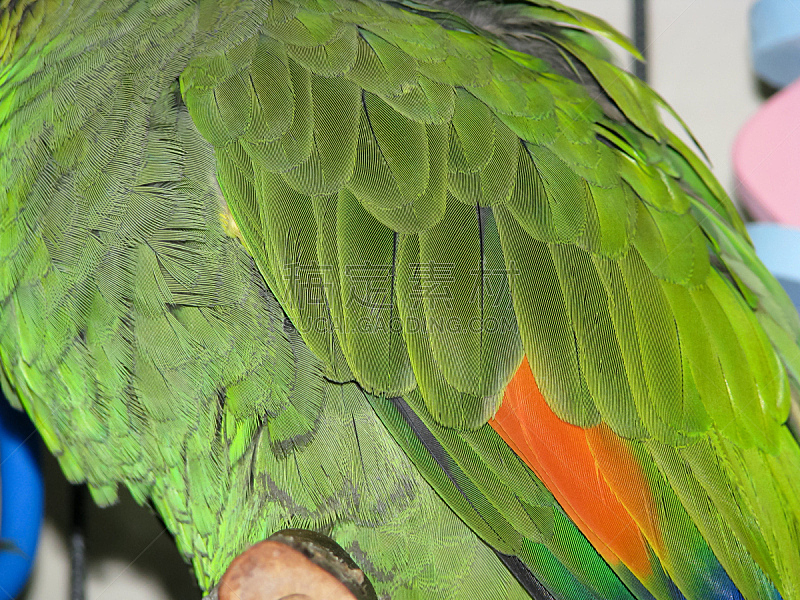 翎毛,绿色,橙色,亚马逊鹦鹉,翅膀,热带鸟,水平画幅,笼子,鸟类,巨大的