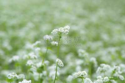 荞麦,荞麦面,水平画幅,绿色,无人,日本,白色,植物,日本料理,亚洲