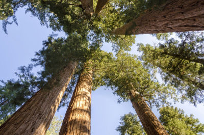 红杉国家公园,general sherman,巨红杉树,自然,美国,国家公园,水平画幅,绿色,无人,夏天