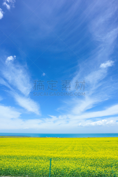 仅一朵花,青海湖,自然,垂直画幅,水,天空,绿色,无人,蓝色,户外