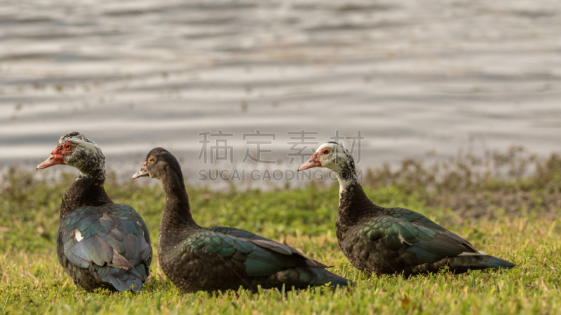 肯德尔,美洲家鸭,湖,佛罗里达,吊床,野生动物,水平画幅,动物家庭,动物,鸟类