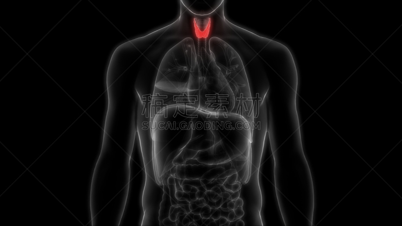 人类腺体,甲状腺,喉咙,绘画插图,计算机制图,计算机图形学,动物气管,软骨
