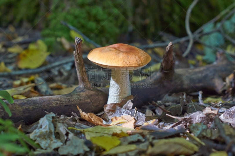 食用菌,菌丝,植物叶柄,porcini mushroom,褐色,水平画幅,素食,无人,膳食,夏天