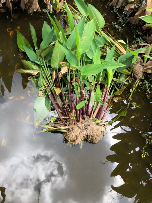 沼泽,植物群,绿色,垂直画幅,水,无人,泥土,夏天,户外,芦苇