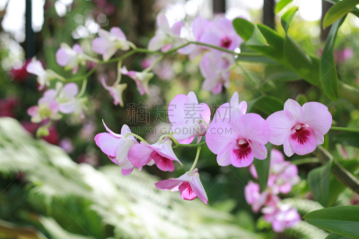 兰花,粉色,背景,仅一朵花,菜园,美,水平画幅,无人,古典式,夏天