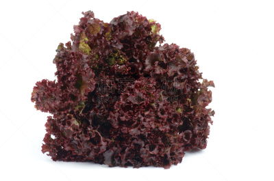 罗罗生菜,水平画幅,素食,无人,生食,白色,毛绒绒,植物,莴苣