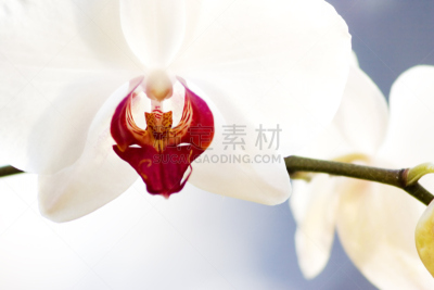 兰花,白色,calapogoa,long leaved火烧兰,白竹叶兰,紫色蝎鱼,香子兰,三色紫罗兰,鸭跖草,洋兰