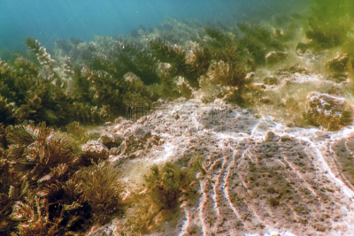 水下,湖,淡水,河流,池塘,植物群,在下面,水,美,水平画幅