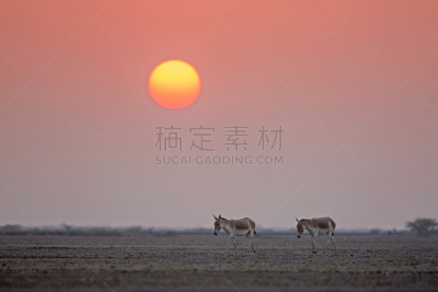 卡奇区,小的,在上面,自然,濒危物种,图像,印度野驴,日光,野外动物,无人
