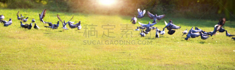 鸽子,自然,动物气管,德里,大群动物,公园,国家公园,水平画幅,鸟类,早晨