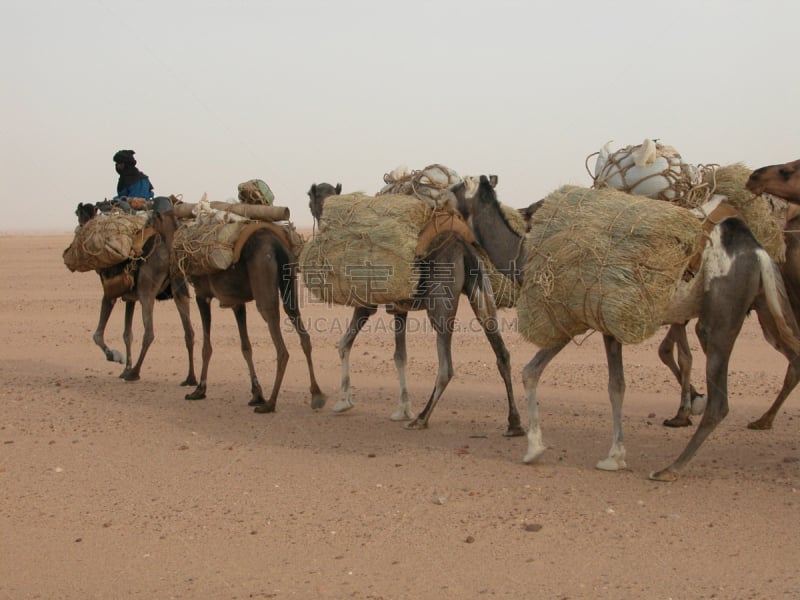 盐,旅行拖车,比尔马,阿加德斯,tenere desert,great eastern erg,埃诺奥克沙漠,尼日尔,单峰骆驼,水平画幅