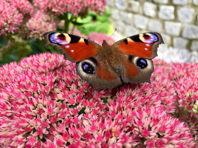Beautiful „day peacock eye“ butterfly (Aglais io ) on a pink blooming Sedum flower