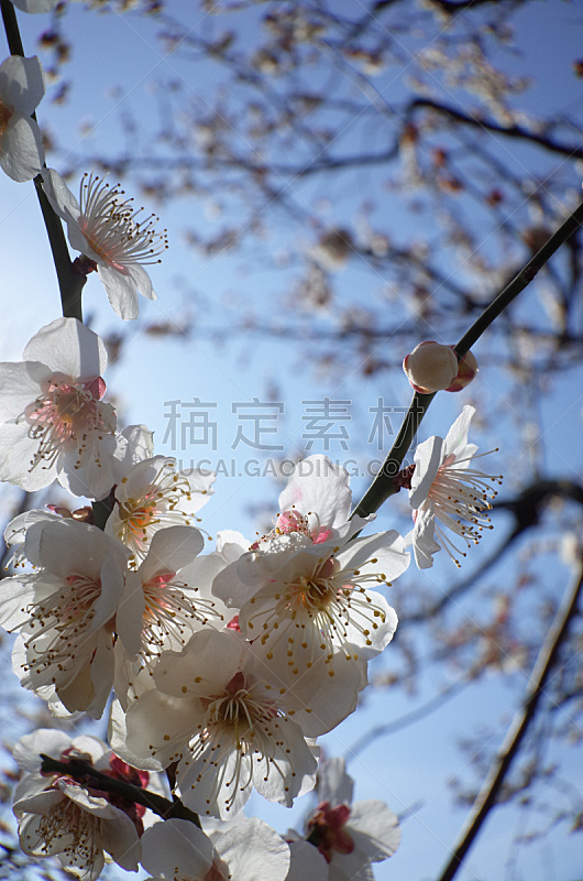 仅一朵花 白色 梅子树 梅子 插花术 梅花 雄蕊 星和园 平和 垂直画幅图片素材下载 稿定素材